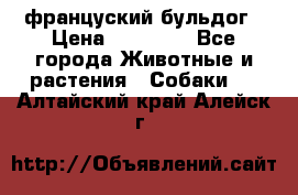 француский бульдог › Цена ­ 40 000 - Все города Животные и растения » Собаки   . Алтайский край,Алейск г.